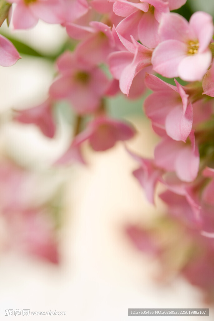 粉色娇嫩花卉特写