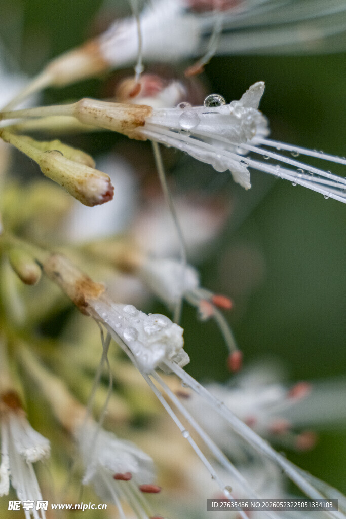 白色花朵特写