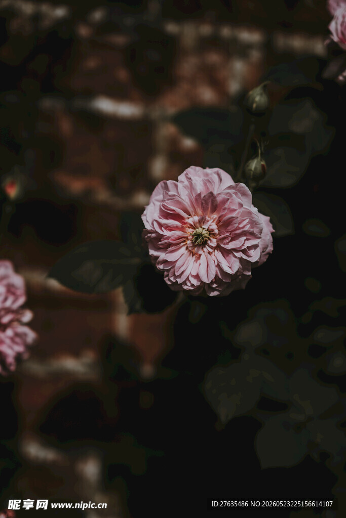 粉色花朵特写