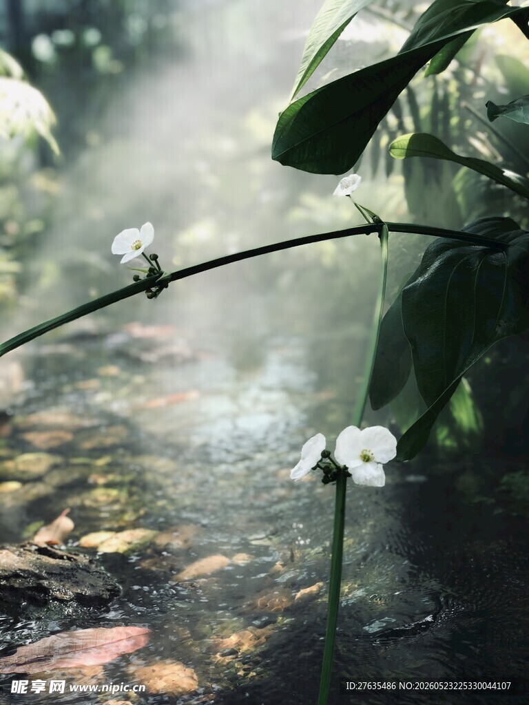 雾中绽放的清新水生白花