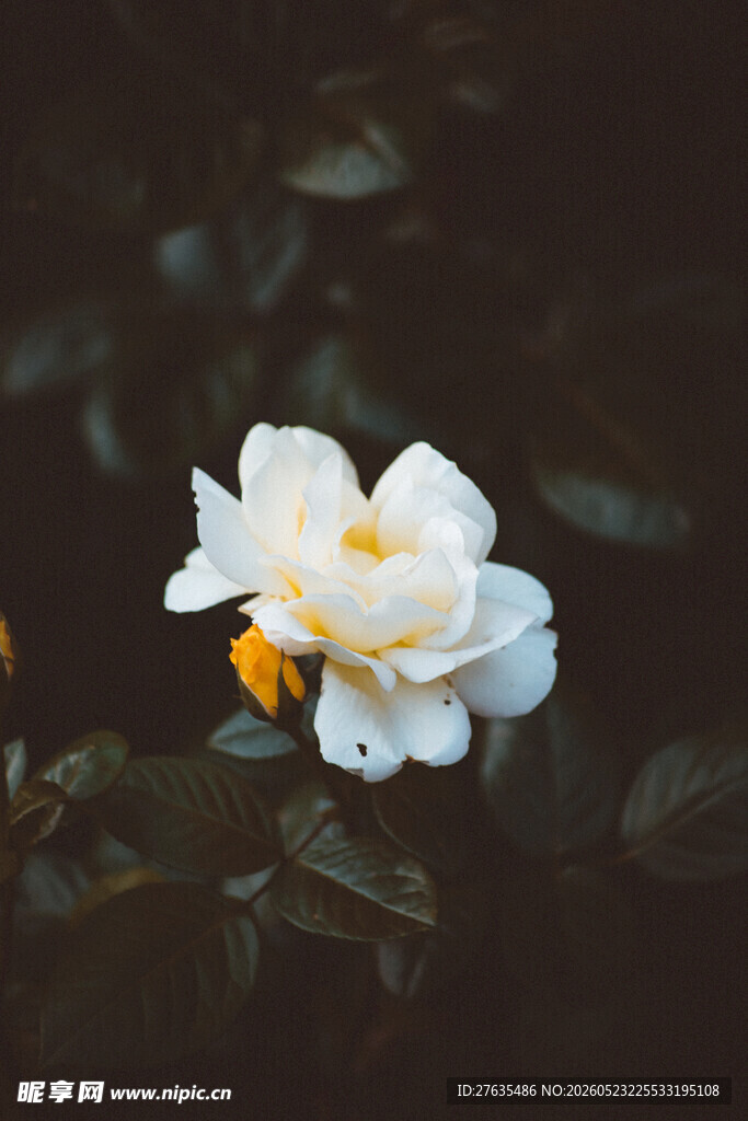 白色娇艳月季花特写