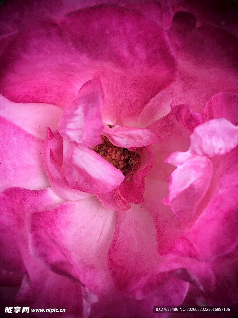 娇艳粉色玫瑰特写
