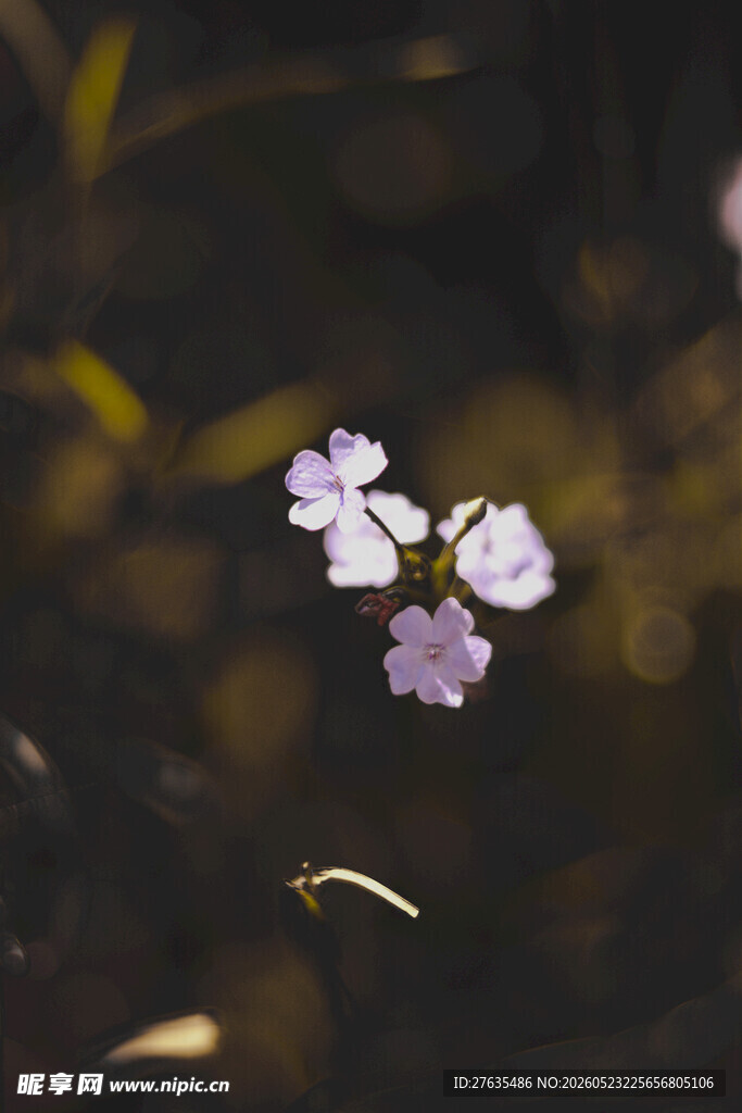 水中绽放的淡雅紫色小花