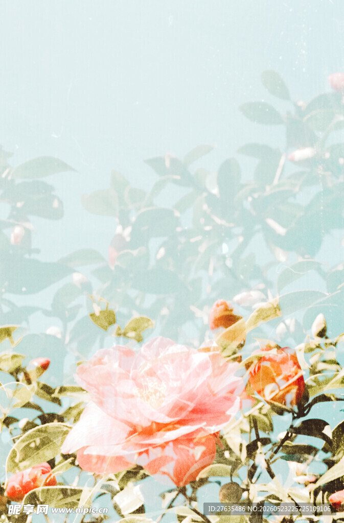 淡粉玫瑰于花丛中绽放