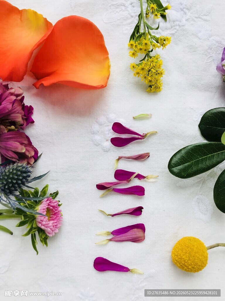 缤纷花瓣与花朵创意排列