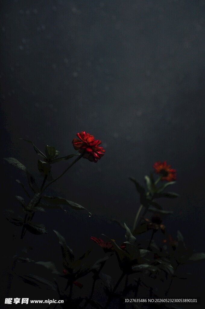 暗背景下绽放的娇艳红花