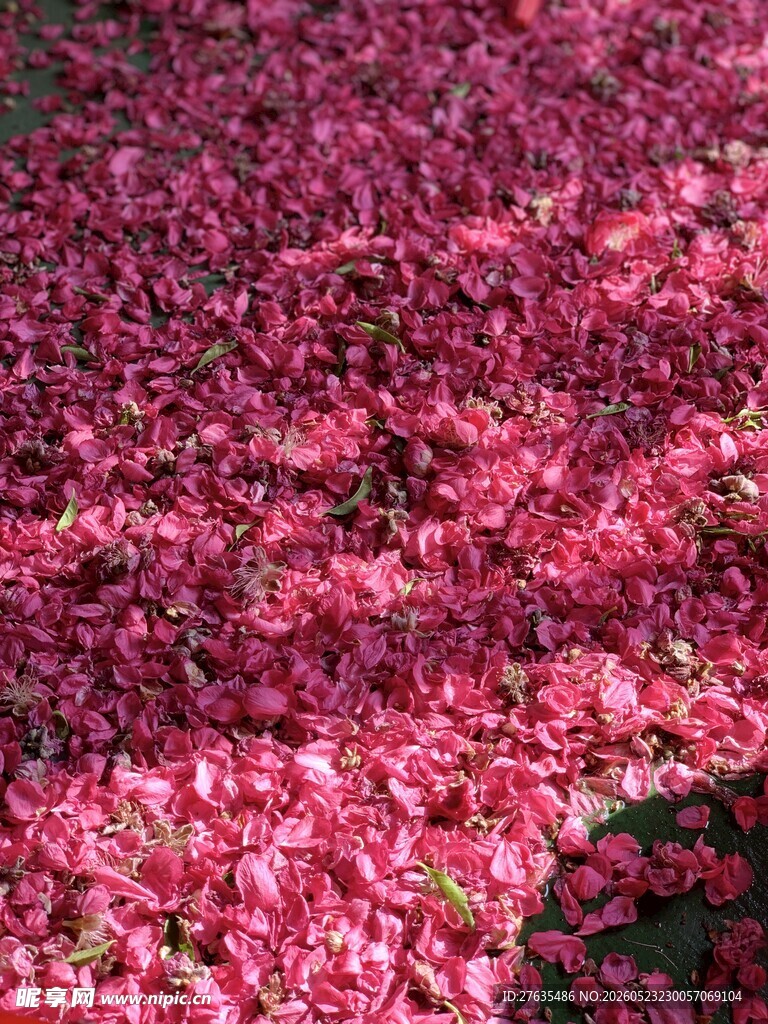 满地娇艳樱花花瓣