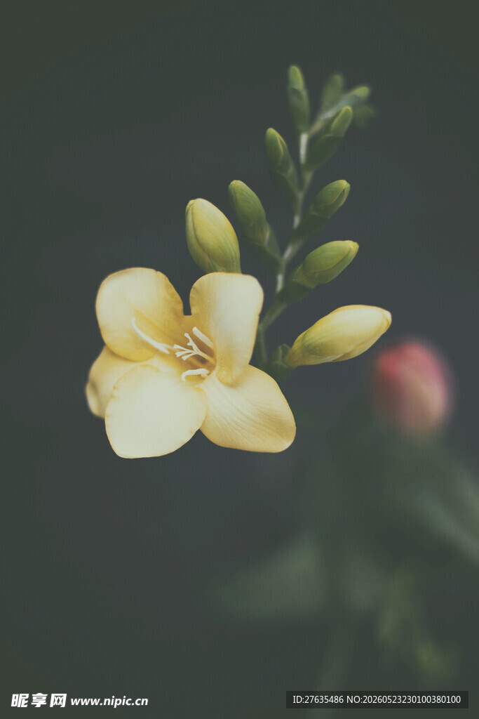 黄色小花绽放