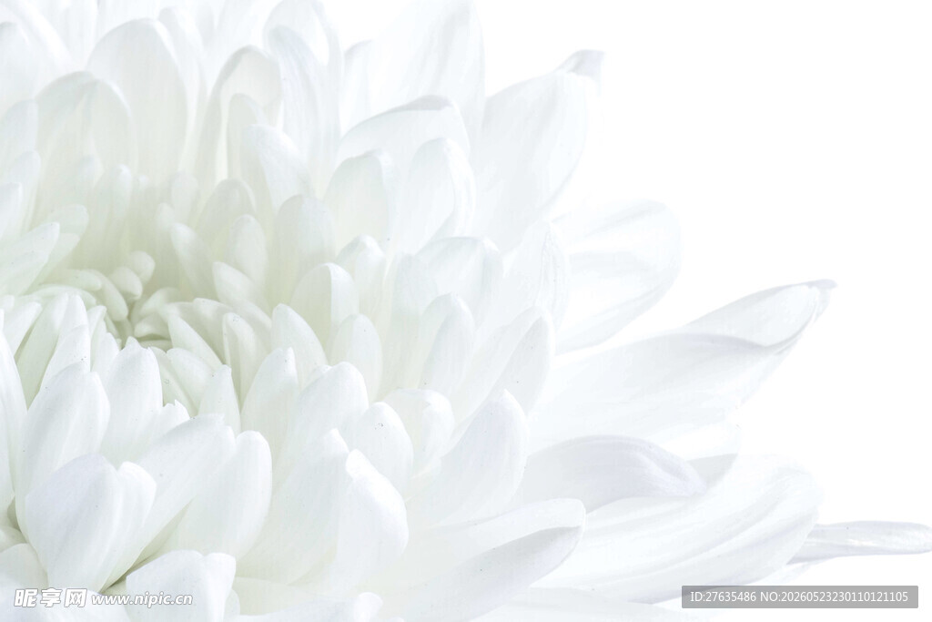 白色菊花特写
