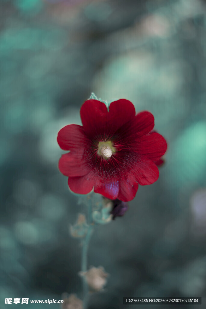 娇艳红花朵特写