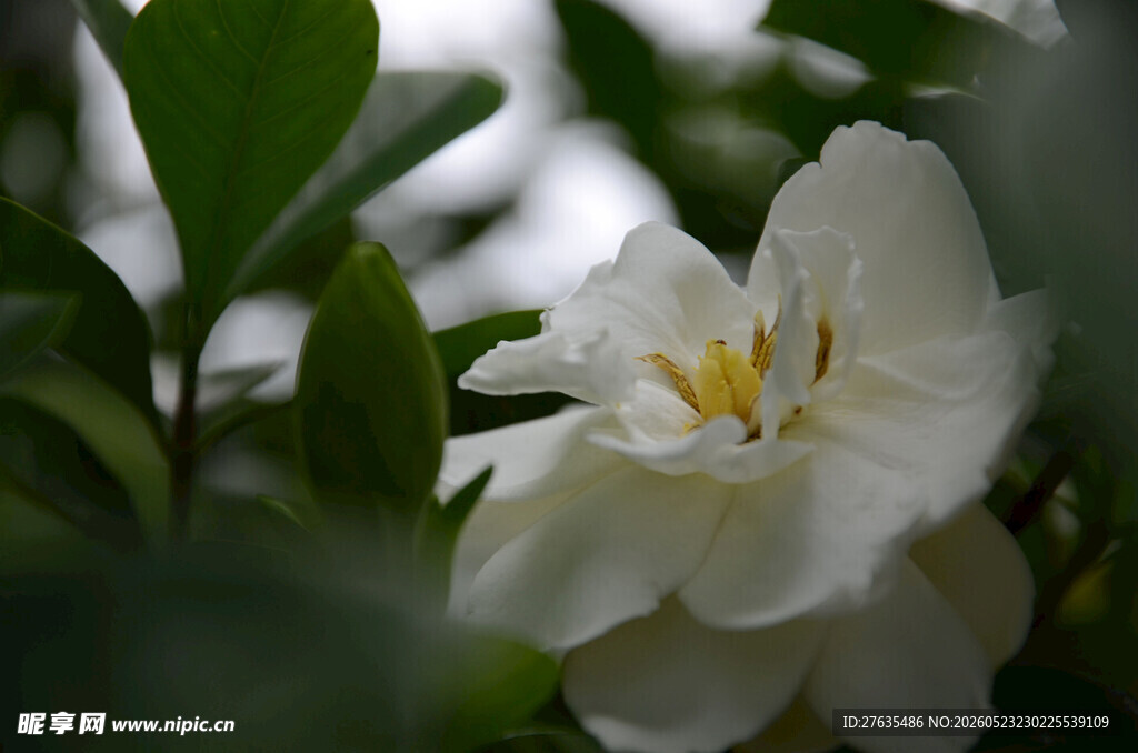 洁白栀子花绽放绿叶间