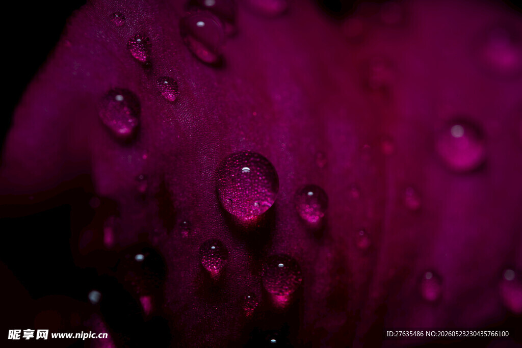 紫花上的晶莹水珠