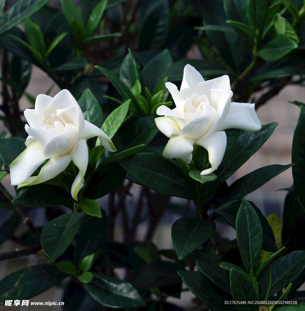 洁白栀子花绽放绿叶间