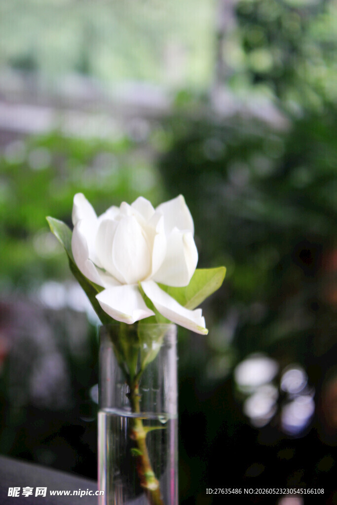 玻璃花瓶中的素雅白莲花