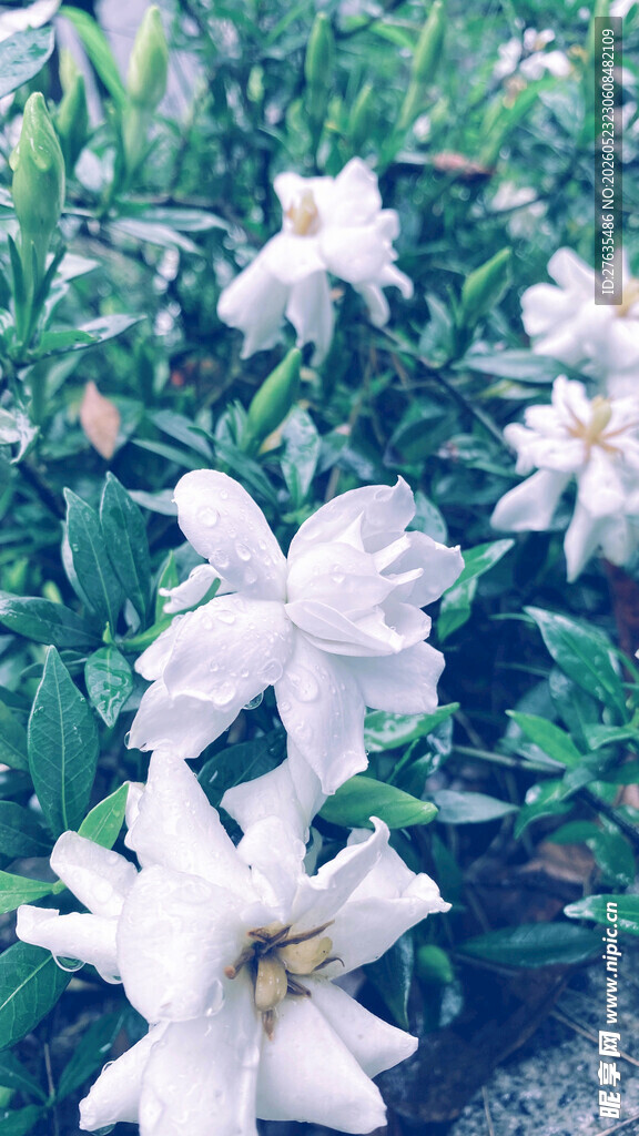 白色百合花绽放于绿叶间