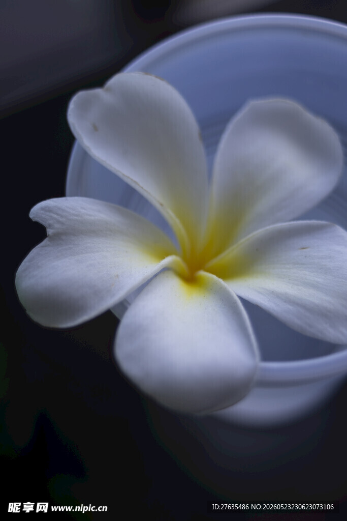 杯中绽放的白色鸡蛋花