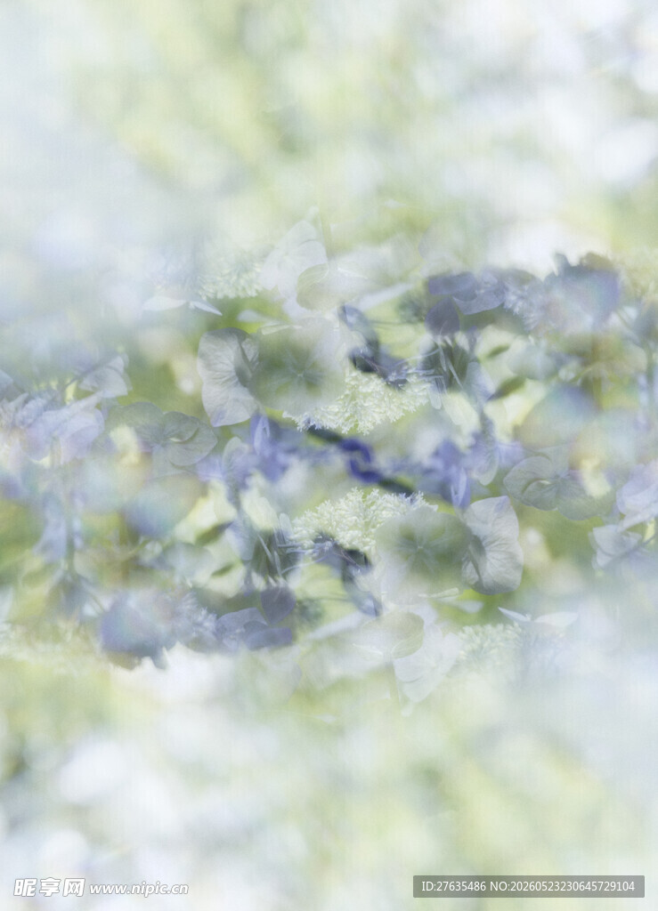 蓝紫色花朵特写