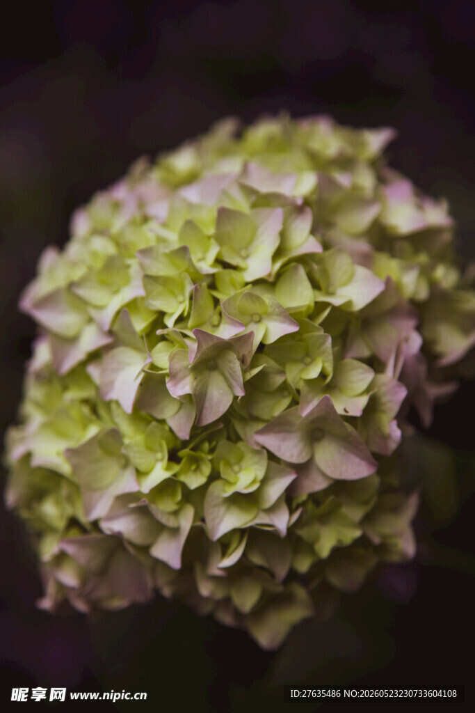 淡绿色绣球花绽放