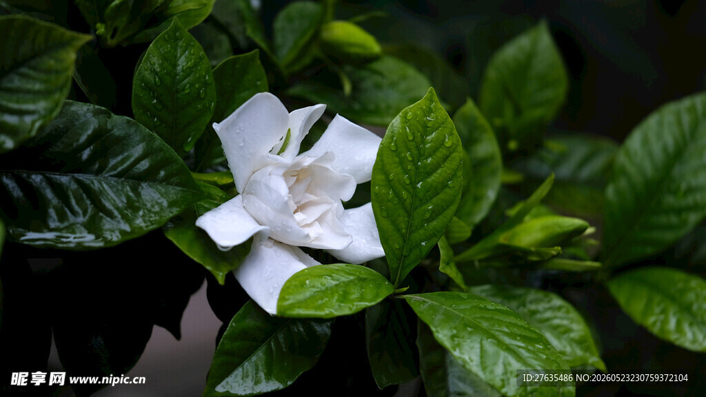 白色栀子花绽放绿叶间