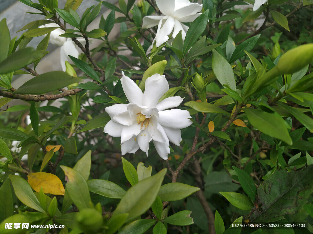 洁白栀子花绽放绿叶间
