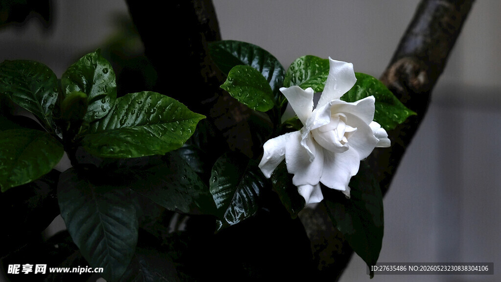 洁白栀子花绽放于枝头