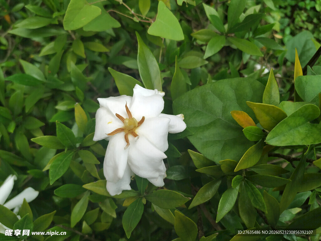洁白栀子花绽放绿叶间