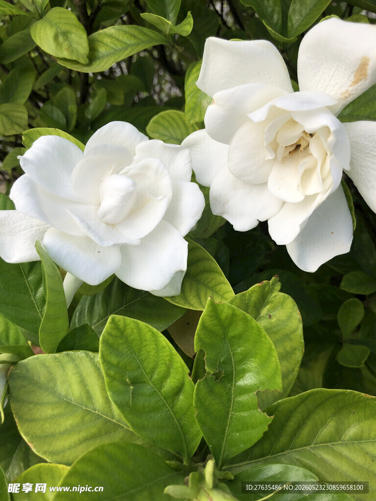 洁白栀子花绽放绿叶间