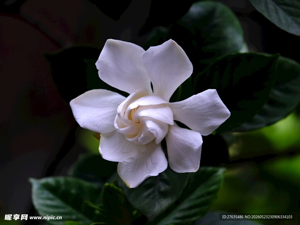 洁白栀子花绽放于绿叶间
