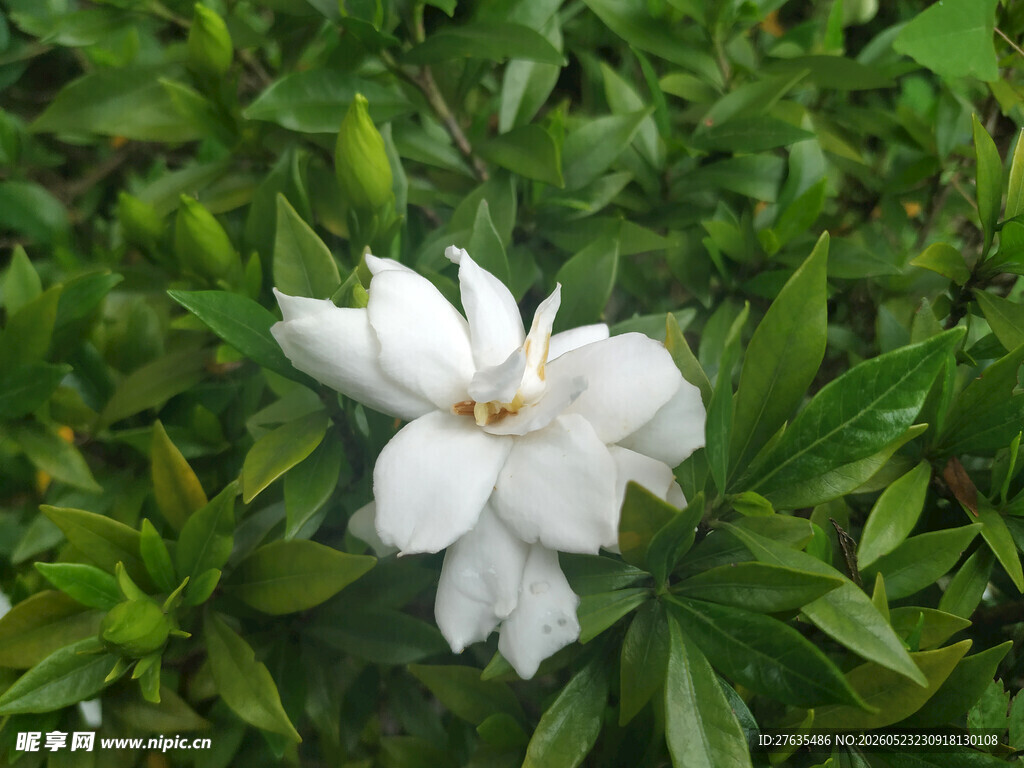 洁白栀子花绽放于绿叶间