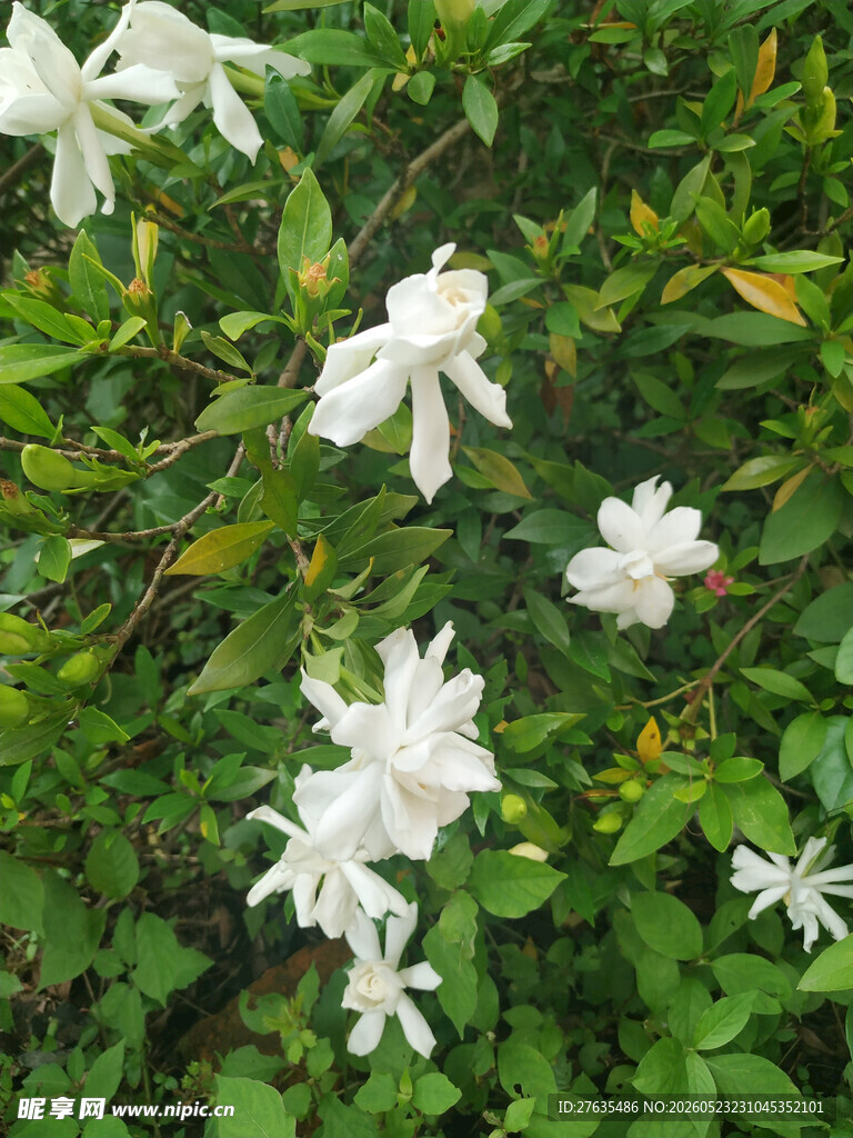 洁白栀子花绽放绿叶间