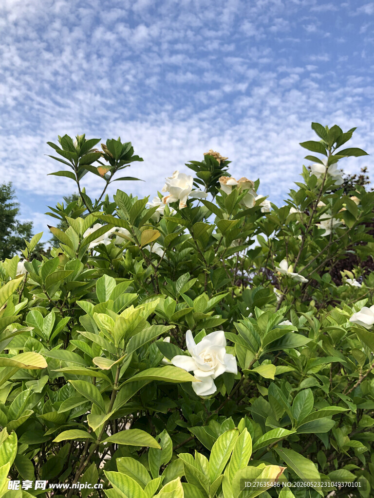 绿叶间绽放的白色花朵