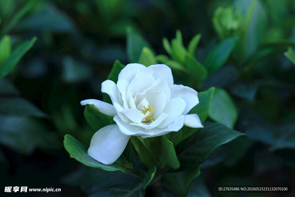 洁白栀子花绽放绿叶间