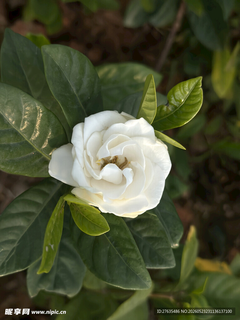 洁白栀子花绽放绿叶间