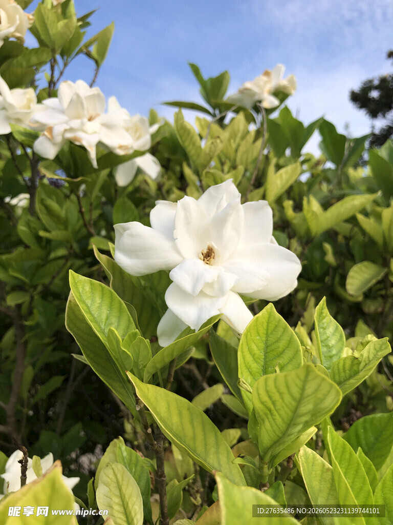 洁白栀子花绽放绿叶间