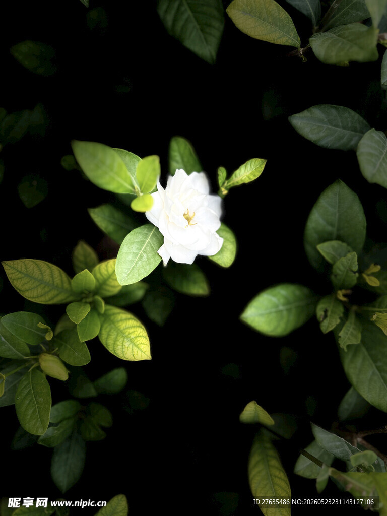 白色花朵绿叶背景特写