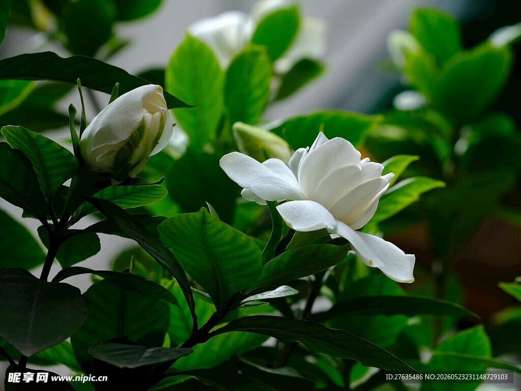 洁白栀子花绽放绿叶间