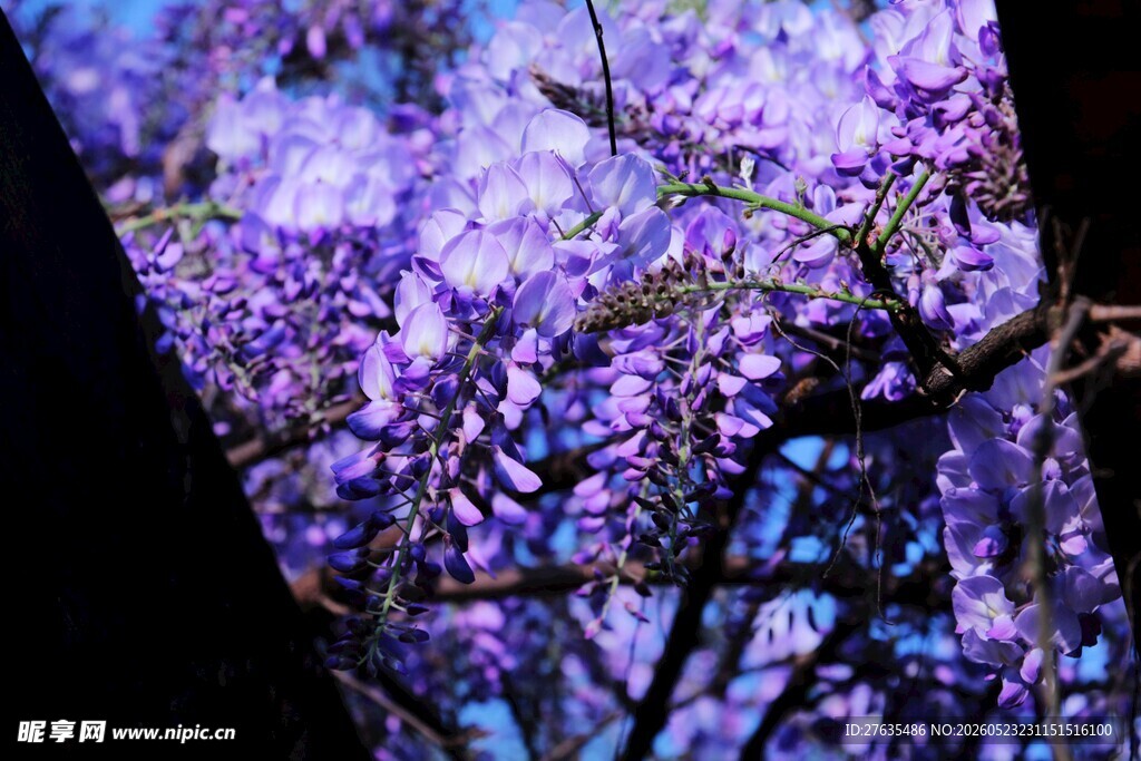 梦幻紫花树景