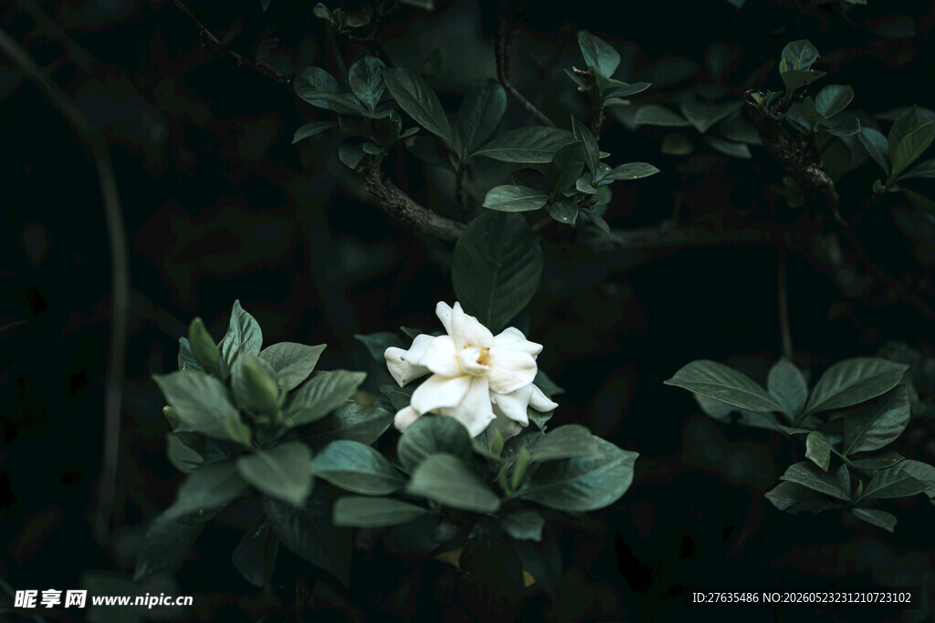 黑暗中绽放的洁白花朵