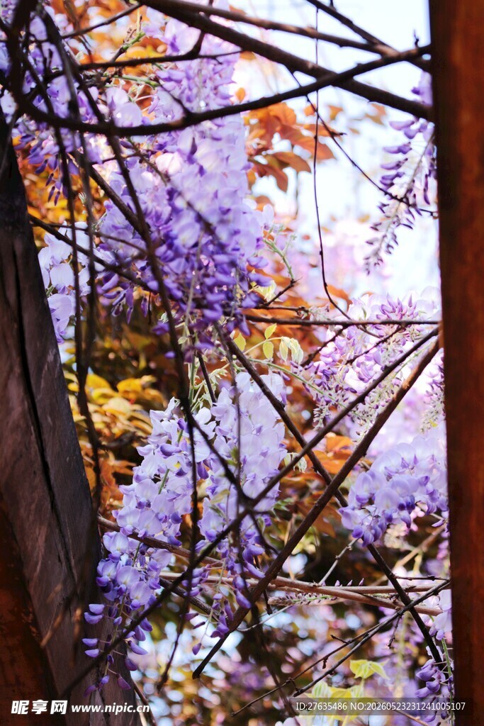 透过树枝赏烂漫紫花景色