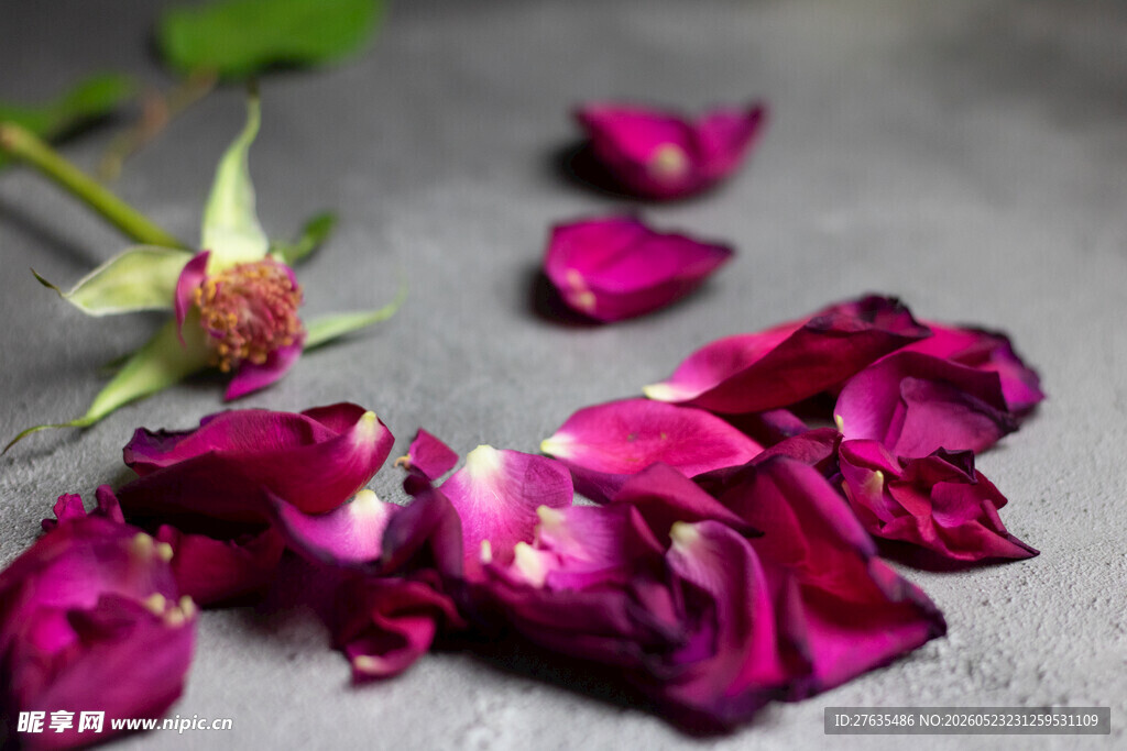 散落玫瑰花瓣与花苞