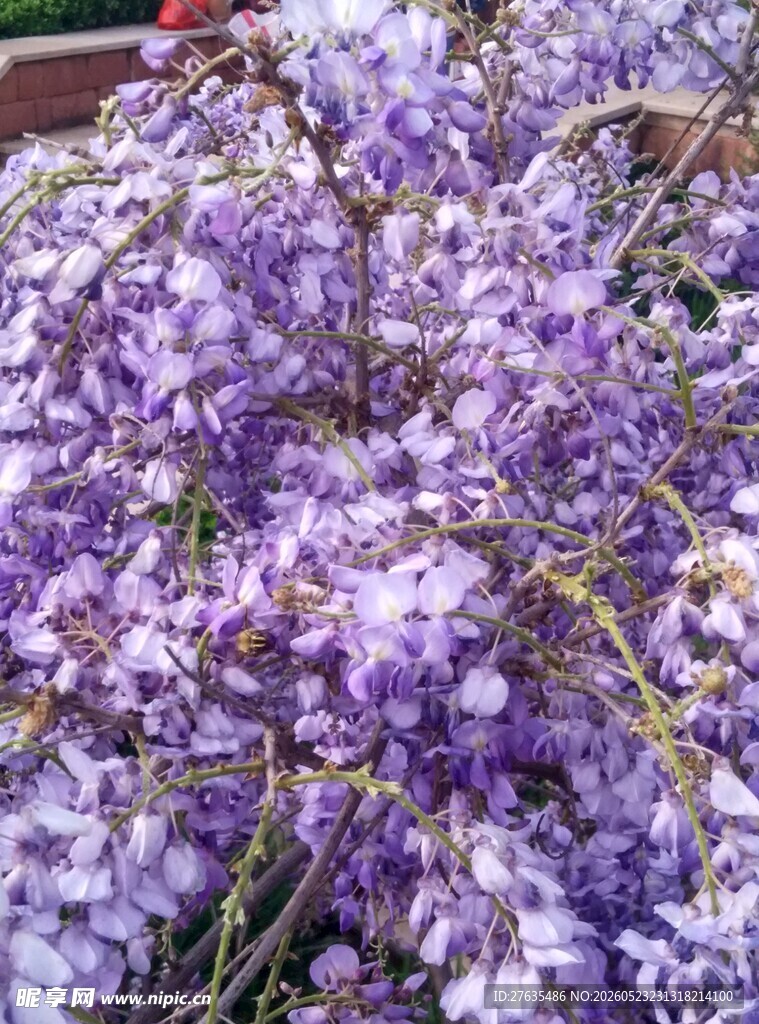 浪漫紫藤花绽放