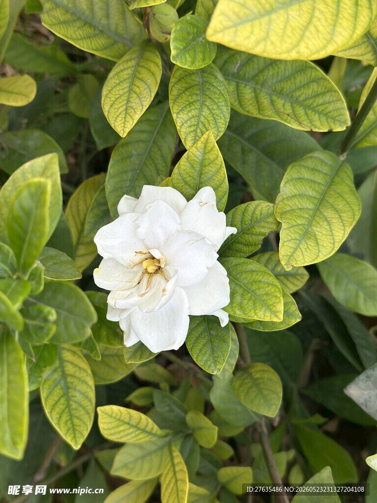 洁白栀子花绽放绿叶间