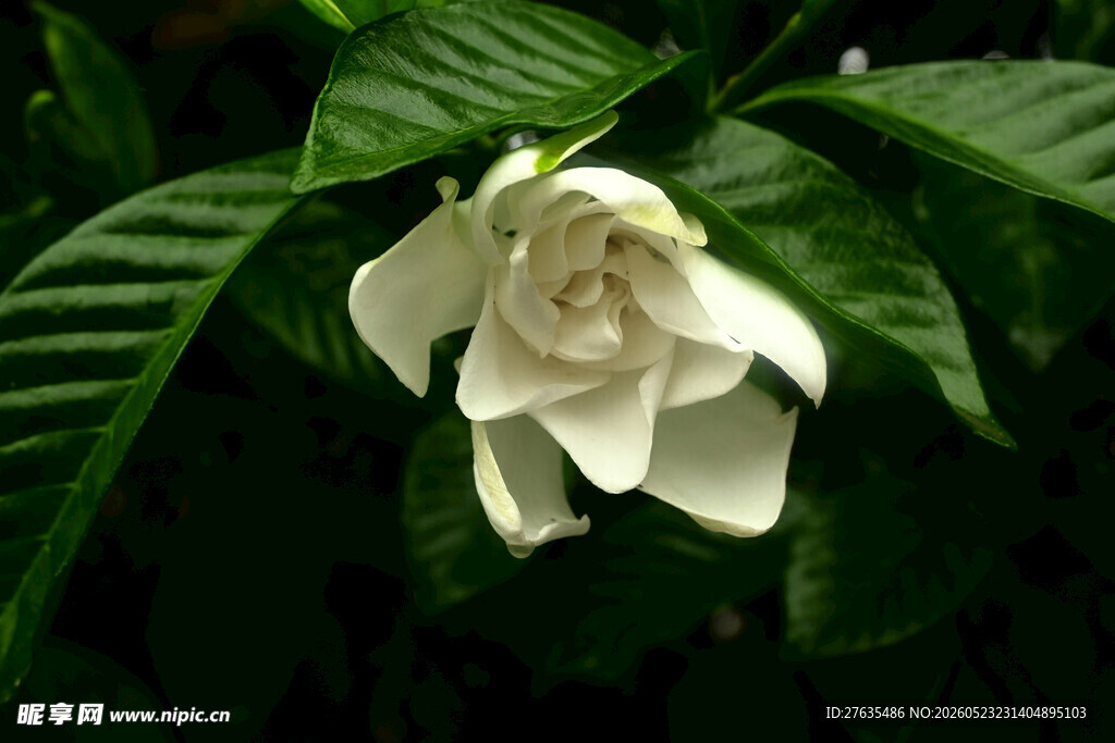 洁白栀子花绽放绿叶间
