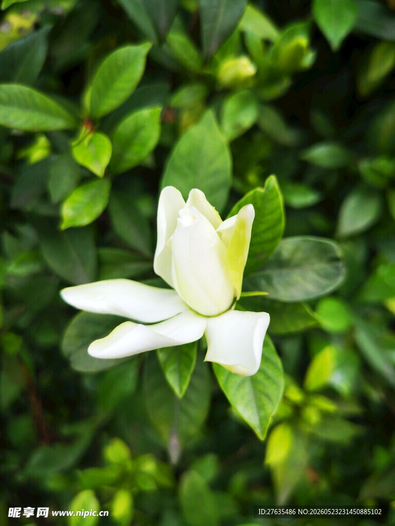 洁白栀子花绽放绿叶间