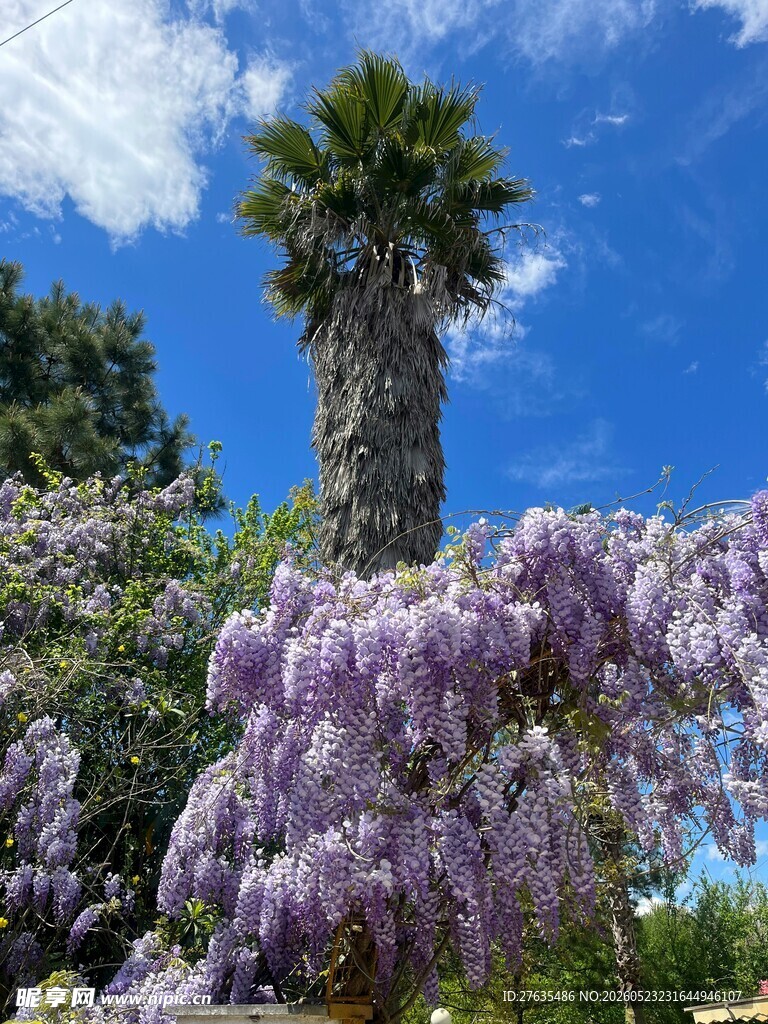 紫藤与棕榈树的美丽景致