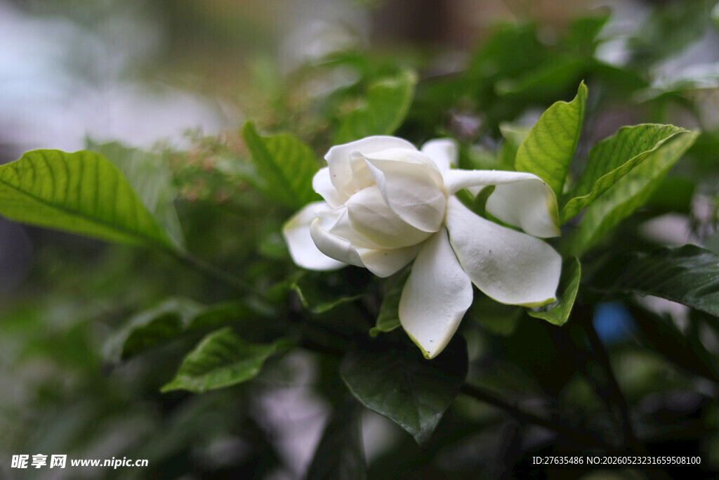 洁白栀子花绽放绿叶间