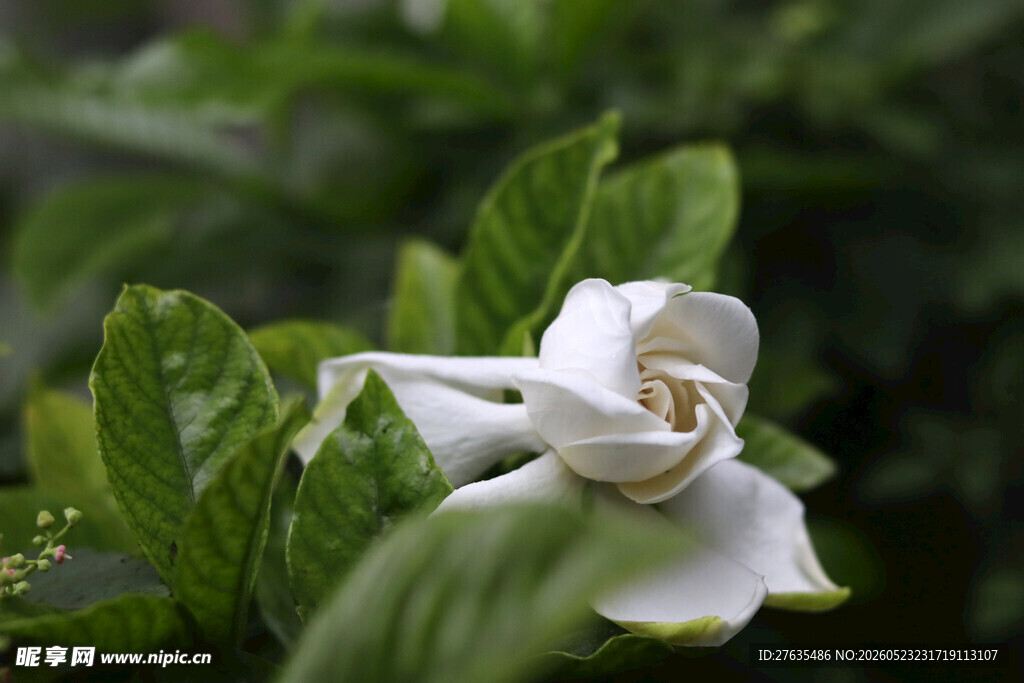 洁白栀子花绽放绿叶间