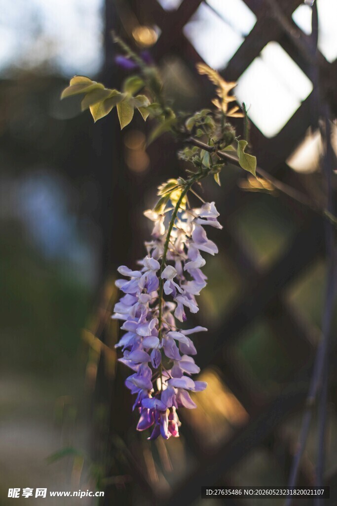 垂挂的紫花藤