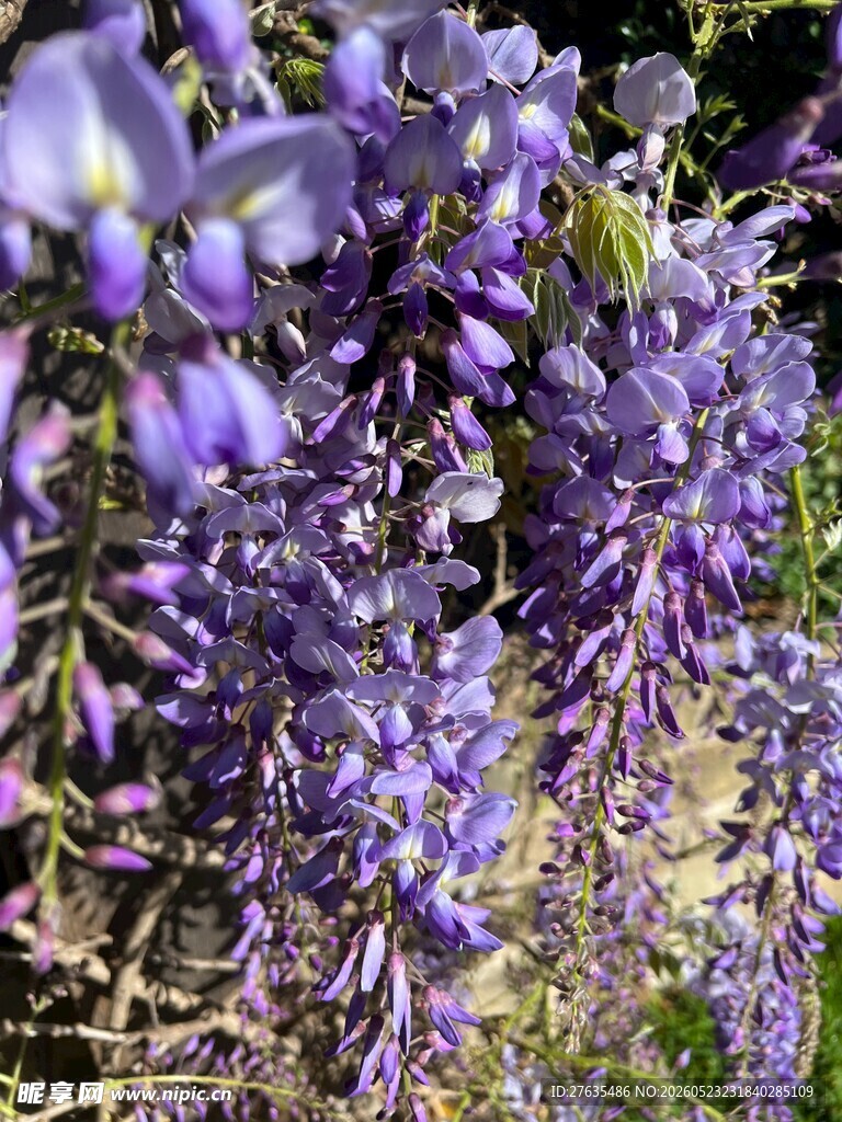 浪漫紫藤花绽放