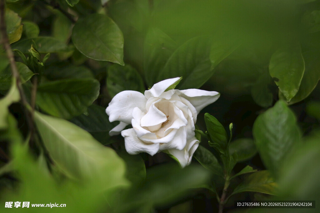 洁白栀子花绽放于绿叶间